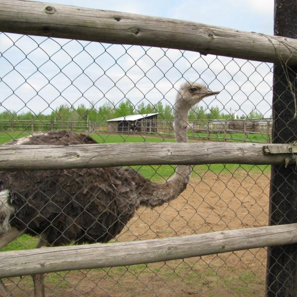 straysinaya ferma.jpg